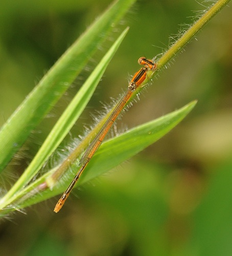 Female, immature
2009_06_06_Floyd